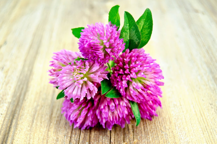 Red Clover: A Natural Remedy for Menopause Symptoms - Botavive